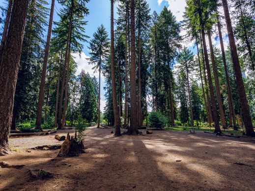 Off-leash dog area in forested Glen Park