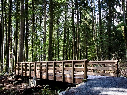 Harper Park Bridge Forest