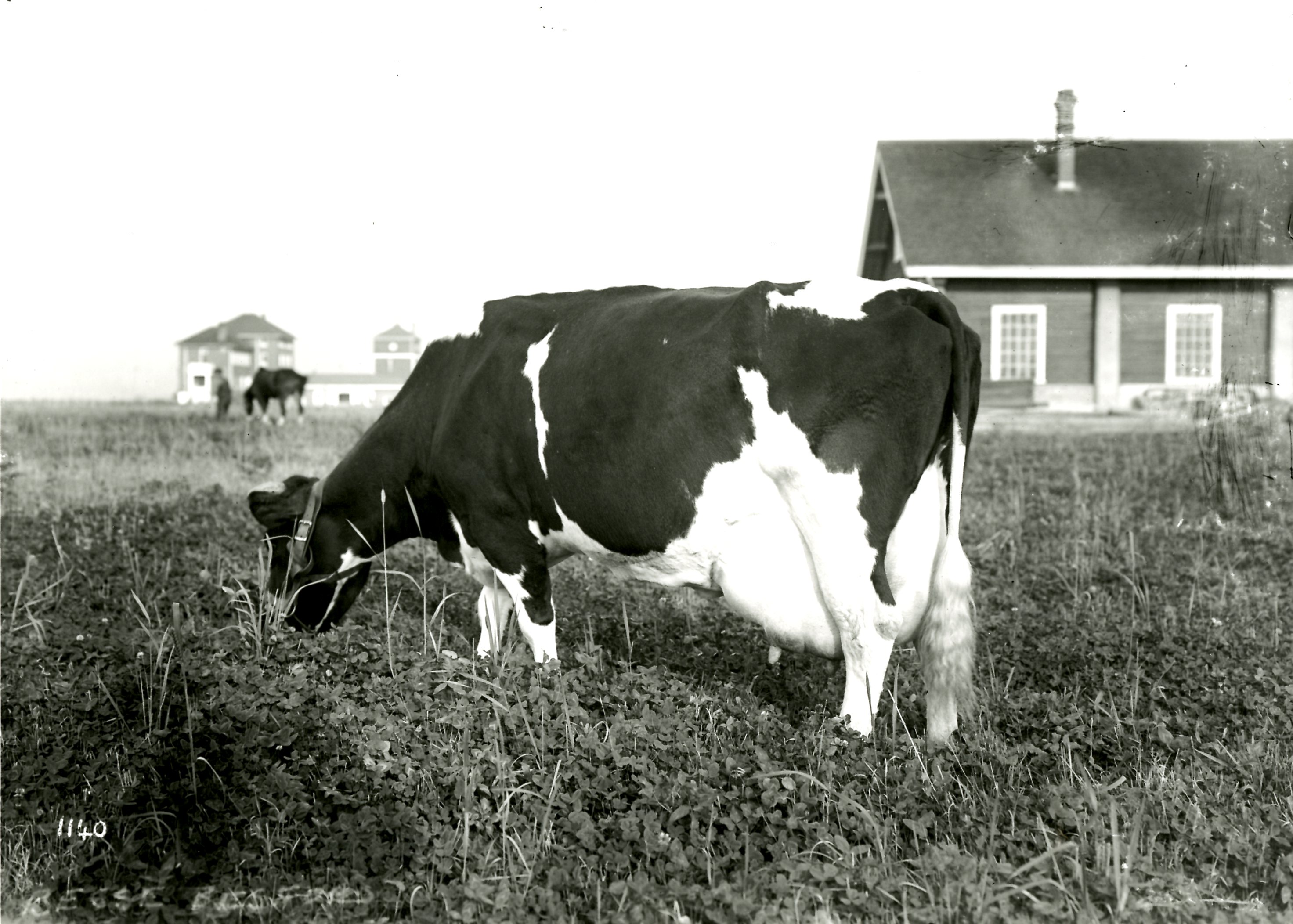 Besse Besford, Champion Milk Producer, Circa 1912 (JPG) Opens in new window