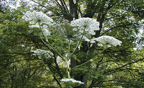 Giant Hogweed